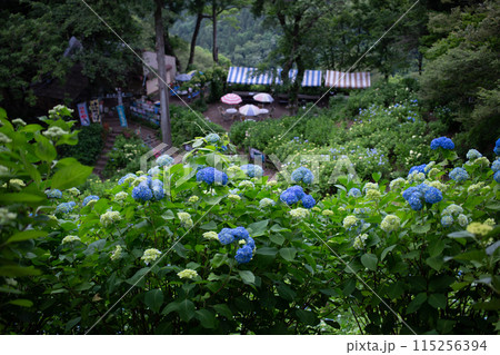 山道に咲く紫陽花 115256394