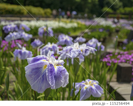 カラフルな菖蒲園 カラフルな菖蒲園 115256494