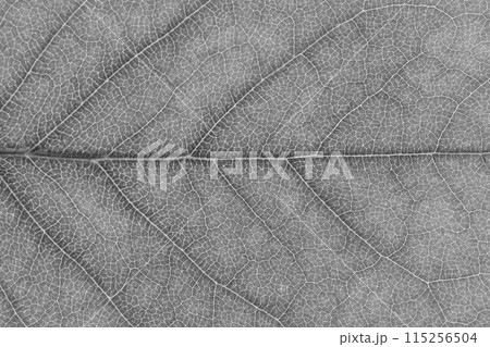 ツツジの葉と葉脈【背景素材】 115256504
