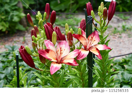 スカシユリ「ハートストリングス」	 115256535