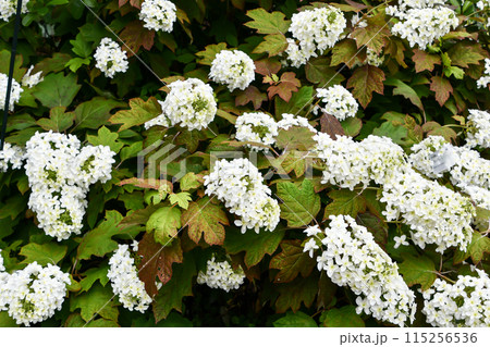 カシワバアジサイ カシワバアジサイ 115256536