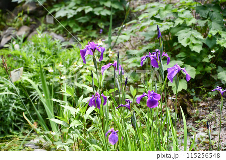 ハナショウブ 115256548