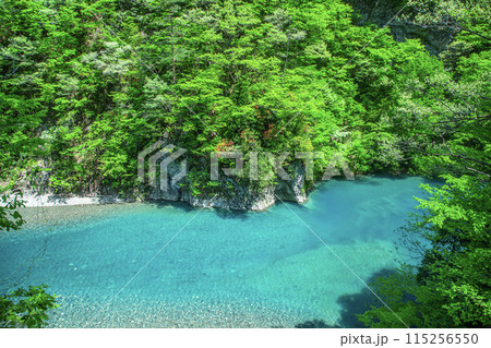 新緑の抱返り渓谷 115256550