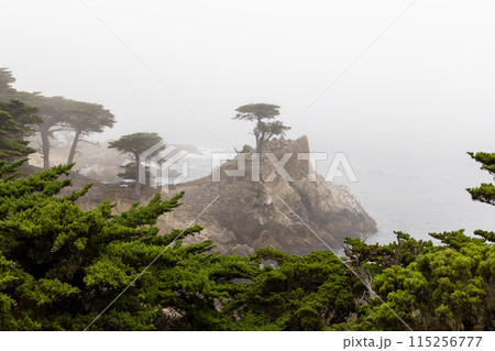 Coastal landscape in California 115256777