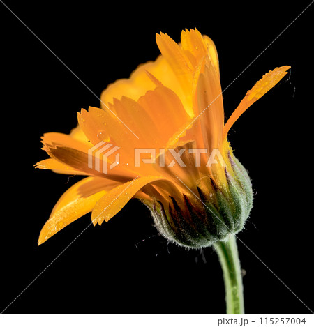Orange Calendula officinalis on a black background Orange Calendula officinalis on a black background 115257004