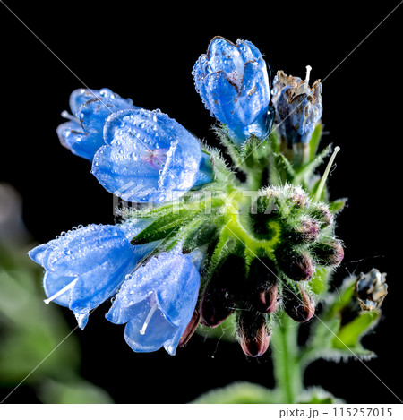 Blue Symphytum officinale flowers on a black background Blue Symphytum officinale flowers on a black background 115257015