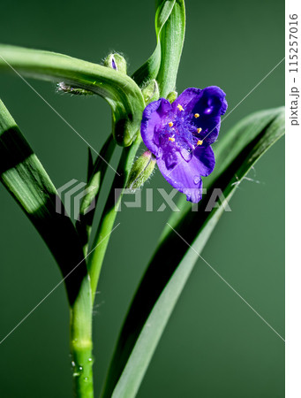 Violet Tradescantia flowers on a green background Violet Tradescantia flowers on a green background 115257016