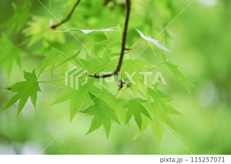 Green Leaf in Oizumi-Ryokuchi Park, Osaka, Japan Green Leaf in Oizumi-Ryokuchi Park, Osaka, Japan 115257071