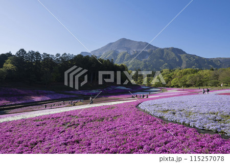 芝桜の花と武甲山 115257078