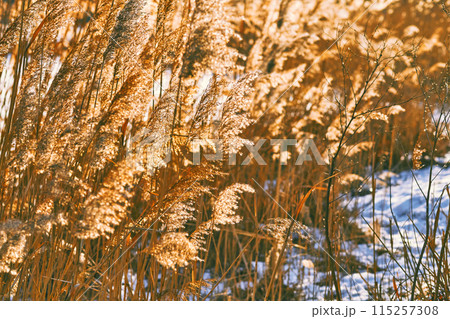 Dried cane reeds in sunny beam. Sky and winter forest 115257308