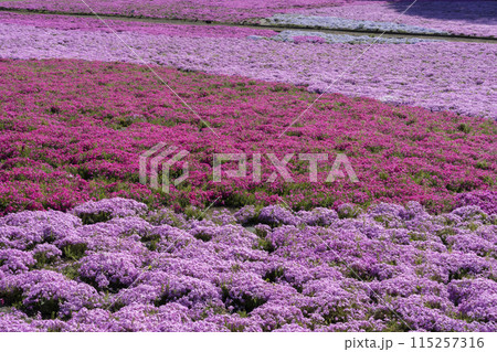芝桜の花 芝桜の花 115257316