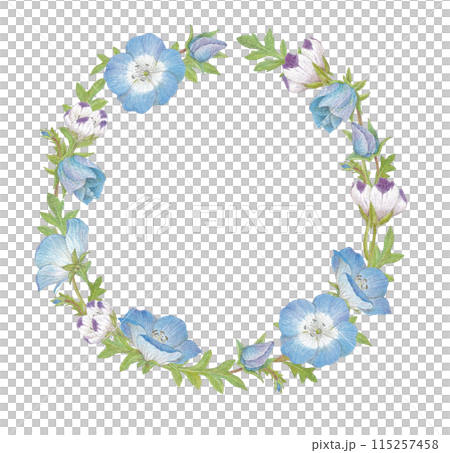 Nemophila wreath watercolor illustration 115257458