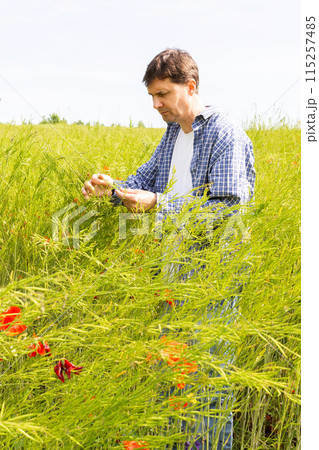 Farmer checking rapeseed sprouts 115257485