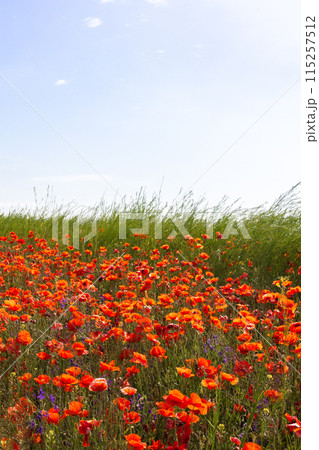 Poppies bloom in the field 115257512
