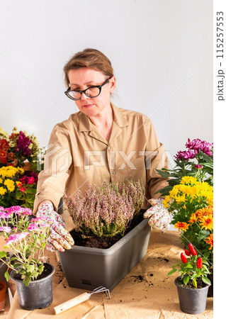 Woman transplanting heather 115257553