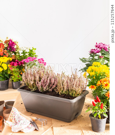 Planting fall flowers Planting fall flowers 115257644