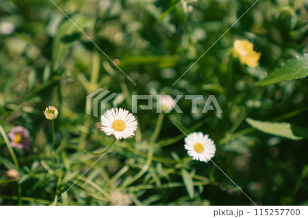エリゲロンの小さいお花_1 エリゲロンの小さいお花_1 115257700