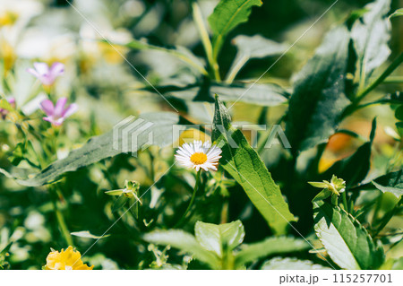 エリゲロンの小さいお花_2 エリゲロンの小さいお花_2 115257701