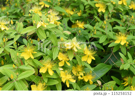 ビヨウヤナギ 115258152