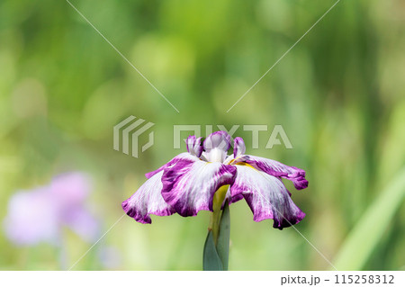 色とりどりに咲き人々の心を癒し続ける菖蒲の花たち 115258312