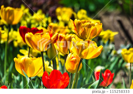 季節の花 季節の花 115258333