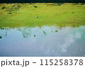 空が反射する緑と青の水面 115258378