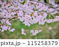 暖かい夕暮れの日の桜 115258379