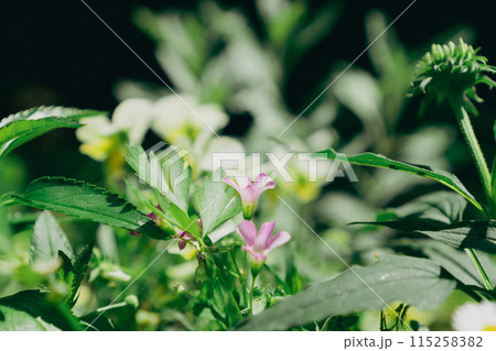 小花とグリーン 小花とグリーン 115258382