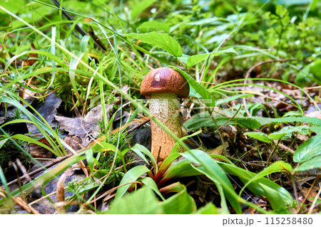 Brown tasty mushroom boletus among green grass, warm day, forest 115258480