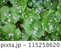 大きな丸い葉に落ちた桜の花びら 115258620