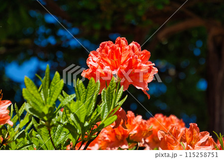 春の花畑 115258751