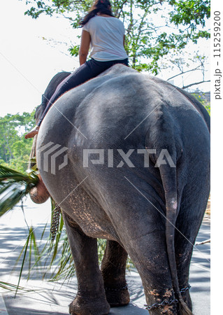 シーギリヤ シーギリヤ 115259200