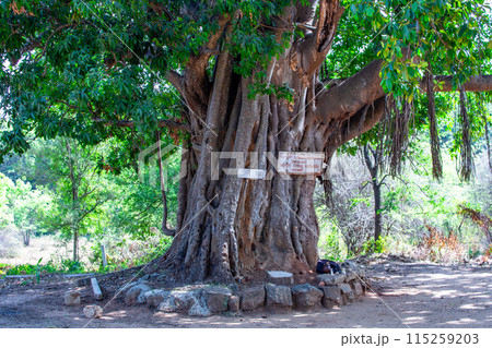 シーギリヤ 115259203