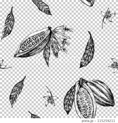Seamless pattern with cocoa fruit graphic illustration, hand drawn sketch of vegetable, leaves, flowers. Botanical drawing of tropical fruit. Engraving for food packaging design 115259211