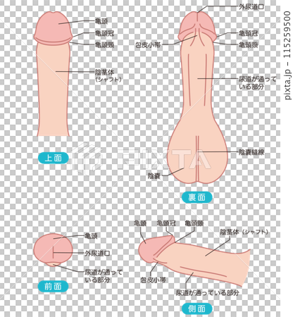 男性生殖器の説明図　医療 115259500
