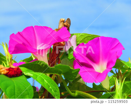 アサガオの花 115259503