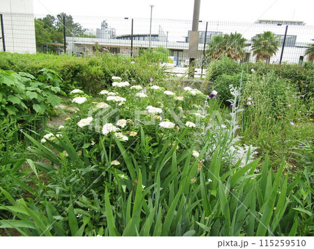 シモツケの白い花 シモツケの白い花 115259510