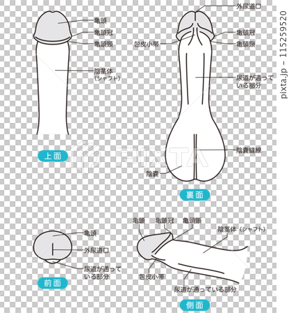 男性生殖器の説明図　医療 115259520