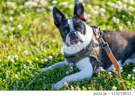 ボストンテリア 115259651