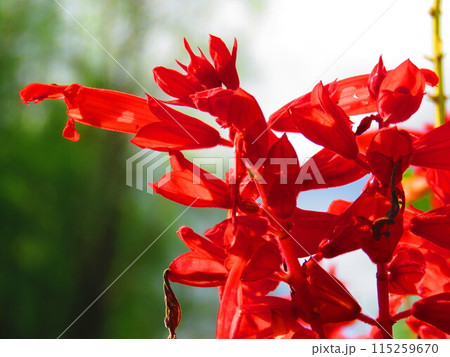 サルビア 115259670