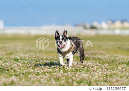 ボストンテリア 115259677