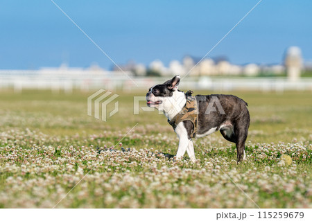 ボストンテリア 115259679