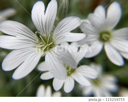 ナツユキソウの花と雨露クローズアップ 115259755