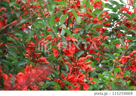 満開のアメリカ梯梧(デイゴ) 満開のアメリカ梯梧(デイゴ) 115259869