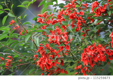 満開のアメリカ梯梧（デイゴ） 115259873