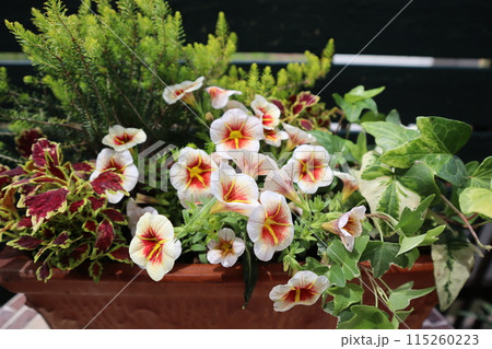 カリブラコアカプチーノの花の寄せ植え 115260223