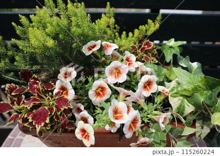 カリブラコアカプチーノの花の寄せ植え カリブラコアカプチーノの花の寄せ植え 115260224