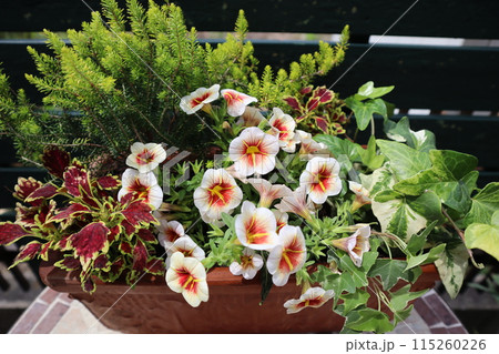 カリブラコアカプチーノの花の寄せ植え カリブラコアカプチーノの花の寄せ植え 115260226