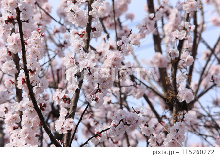 杏子の花 115260272