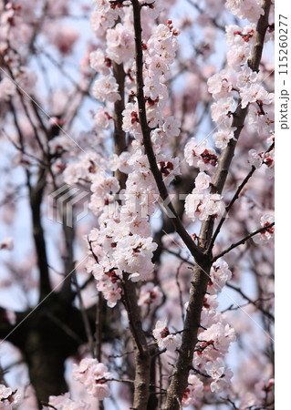 杏子の花 115260277